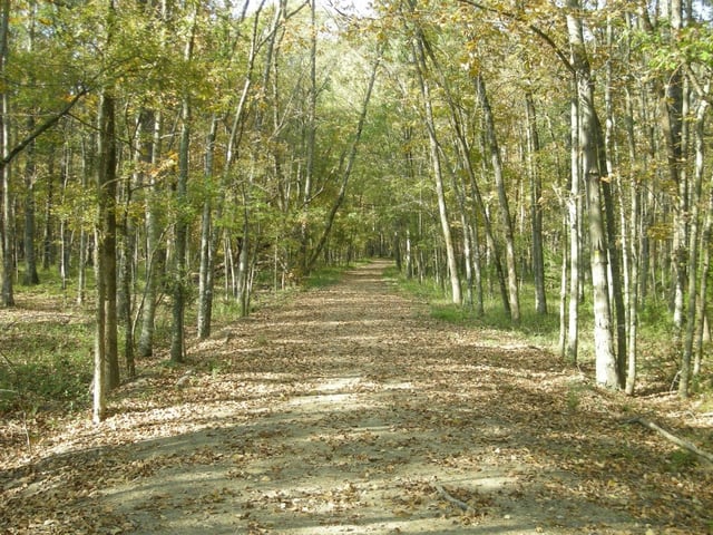Burns Park14