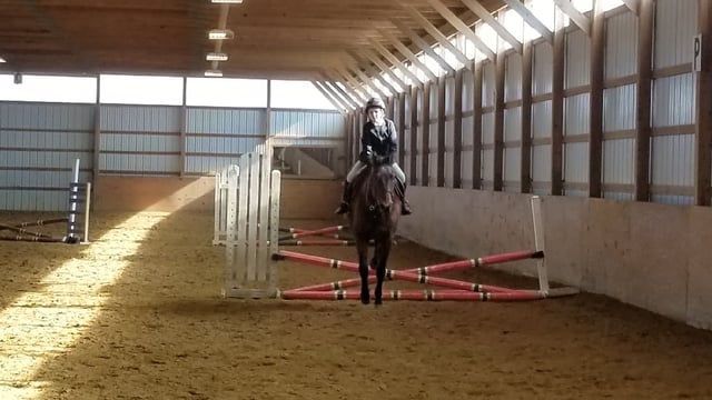 Equine Differences 4