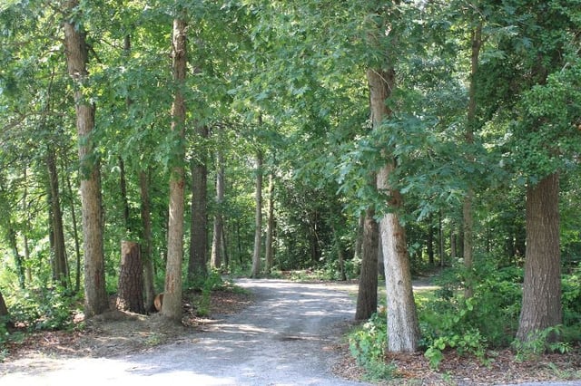 Harry trail