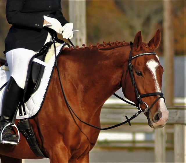 Virtue Stables