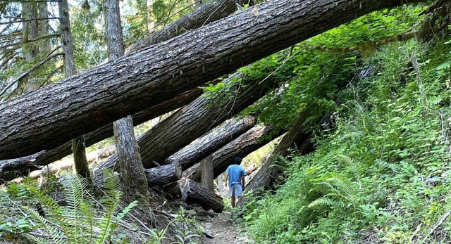 Umpqua National Forest5