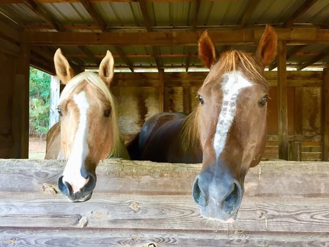 Almost Heaven Stables