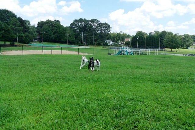 dog park
