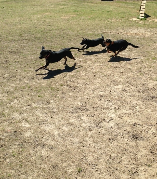 Aiken Dog Park8