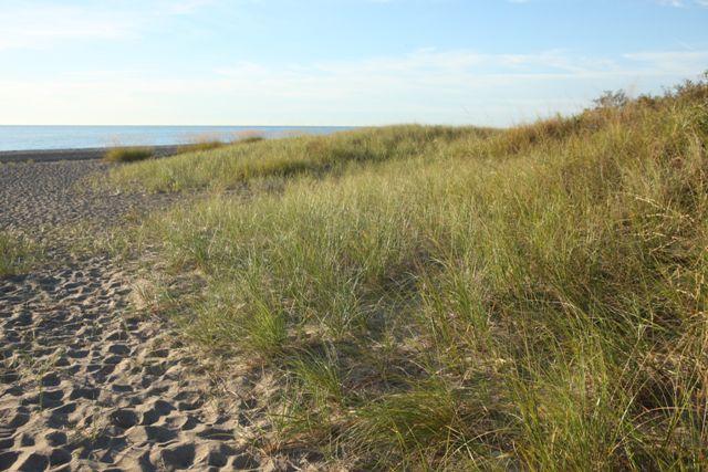 illinois-beach-state-park-dune