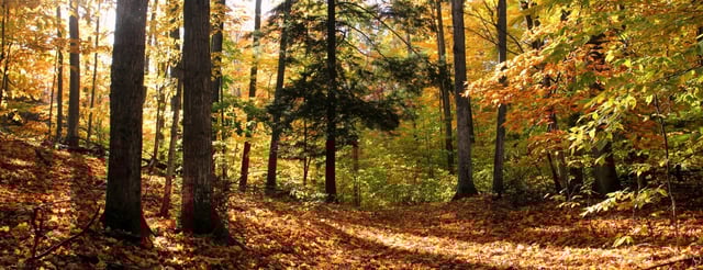 Palmer Woods Forest Reserve 2