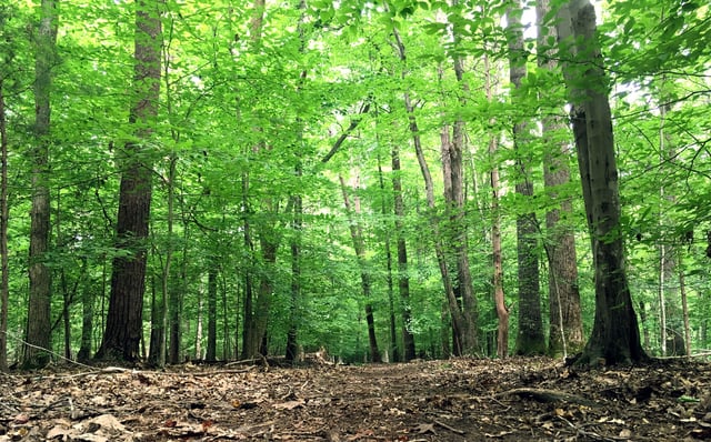 State Park 4