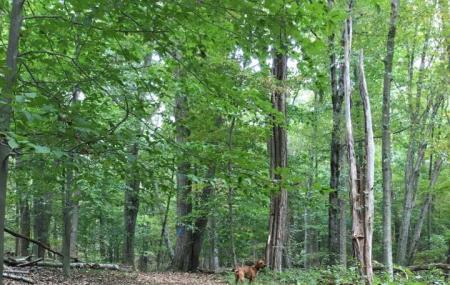 Whippoorwill 2