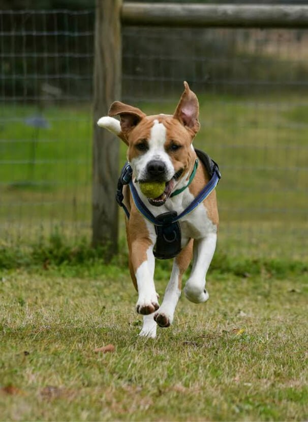 Aiken Dog Park2