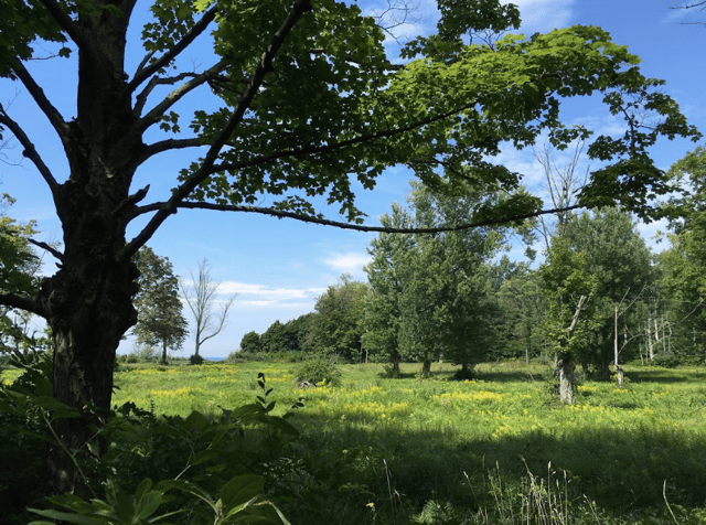casco township nature 3