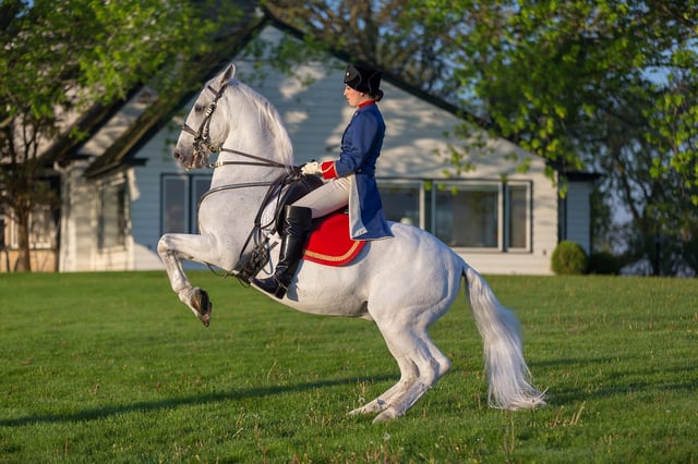 Tempel Lipizzans 2