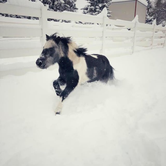 Equestrian Arena fort collins.jpeg