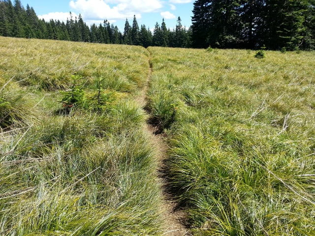 Alpine Trail