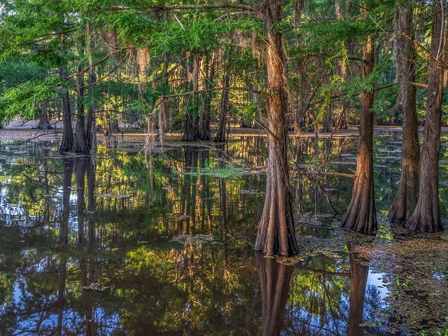 Lake_Bistineau_Cypress_Reflection_02_1000x750.jpg