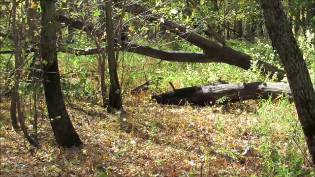 Kuhn Wildlife Area