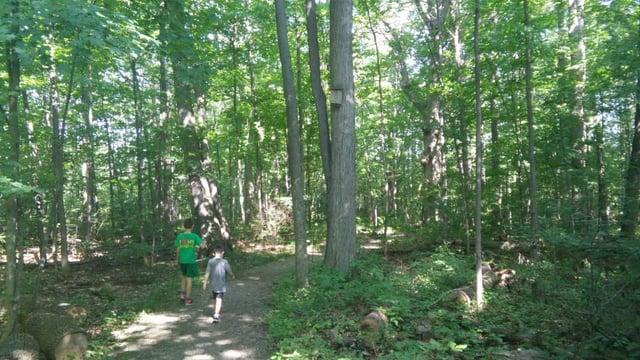 Algona 5