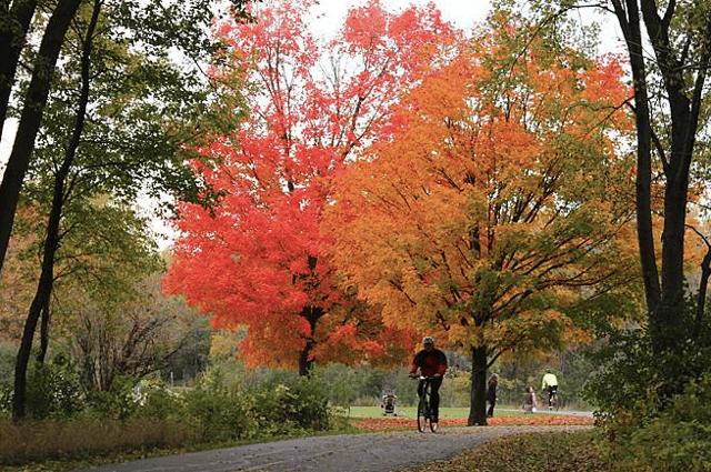 Busse Woods 3