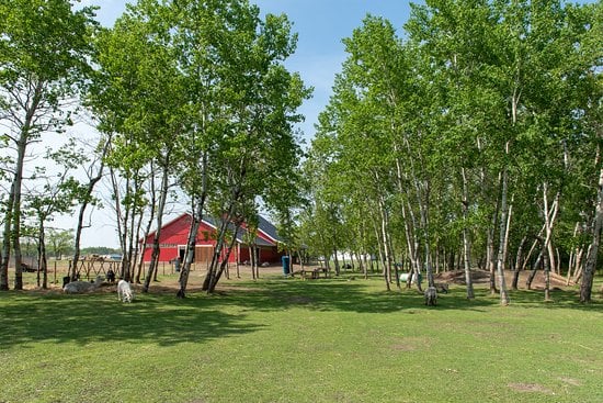 Kismet Farm-American Saddlebred Horse Farm Tour 6