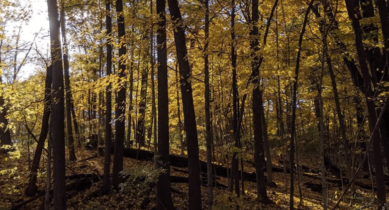 Kuebler Langford Nature Area