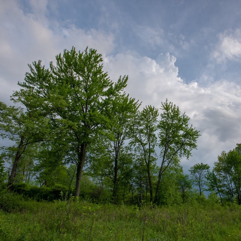 Northfield Woods and Arbor Woods Preserve