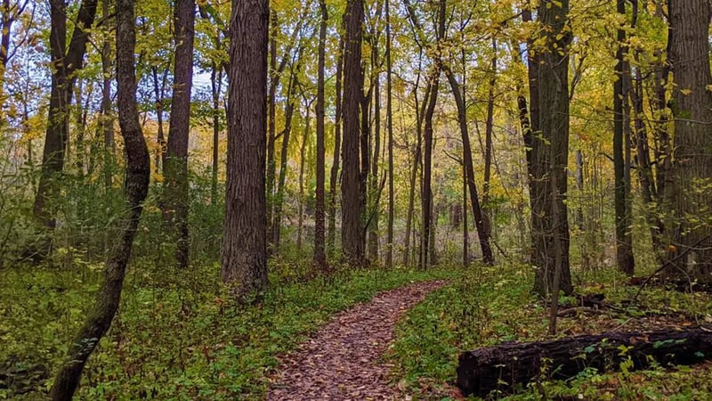 Scarlett-Mitchell Nature Area