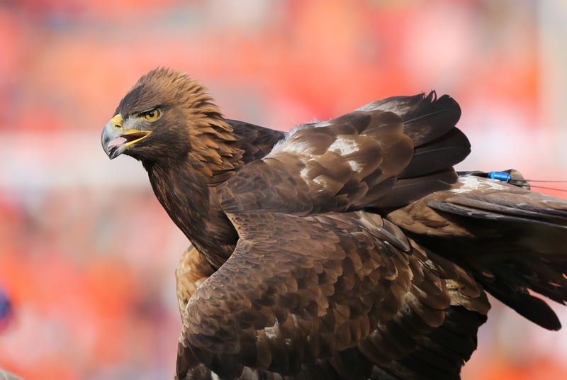 Auburn University Raptor Center