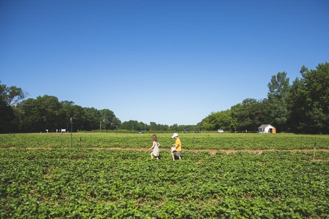 Little Berry Farm
