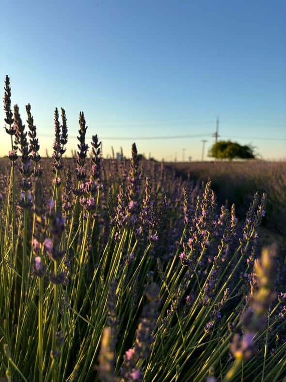 Solace Lavender Farm