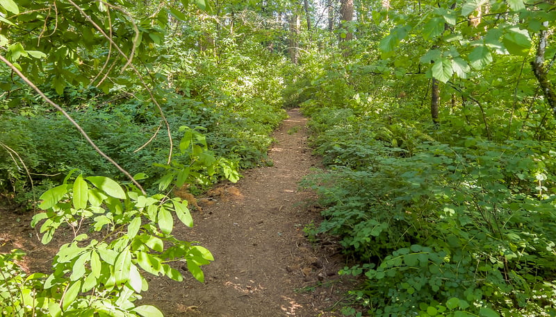 Behrens Woods