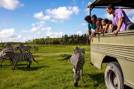 Safari Wilderness