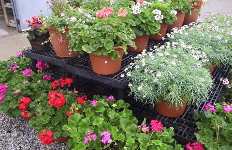 Gatewood Vegetable Farm & Greenhouses, Inc.
