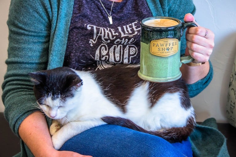 The Pawffee Shop Cat Cafe