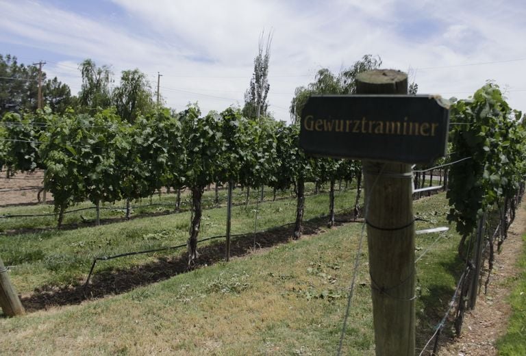 Zin Valle Vineyards