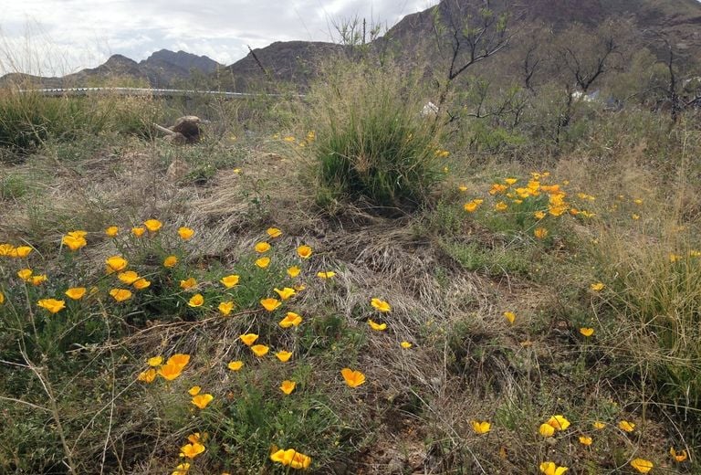 El Paso Museum of Archaeology