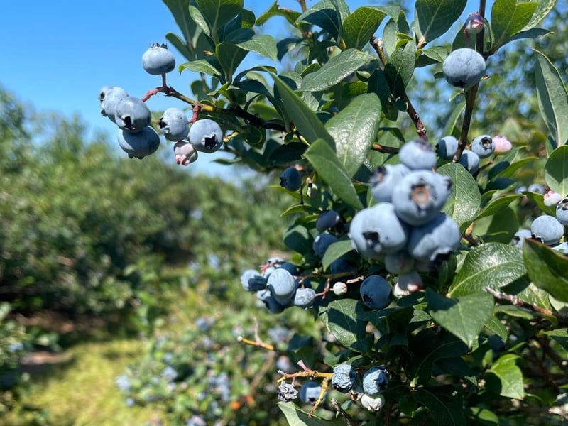 Brickel Berry Farm
