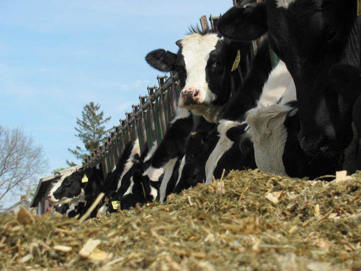 Weiss Centennial Farm