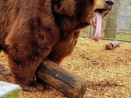 Wilderness Trails Zoo