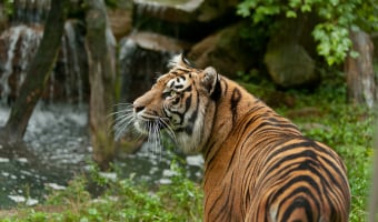 Akron Zoo