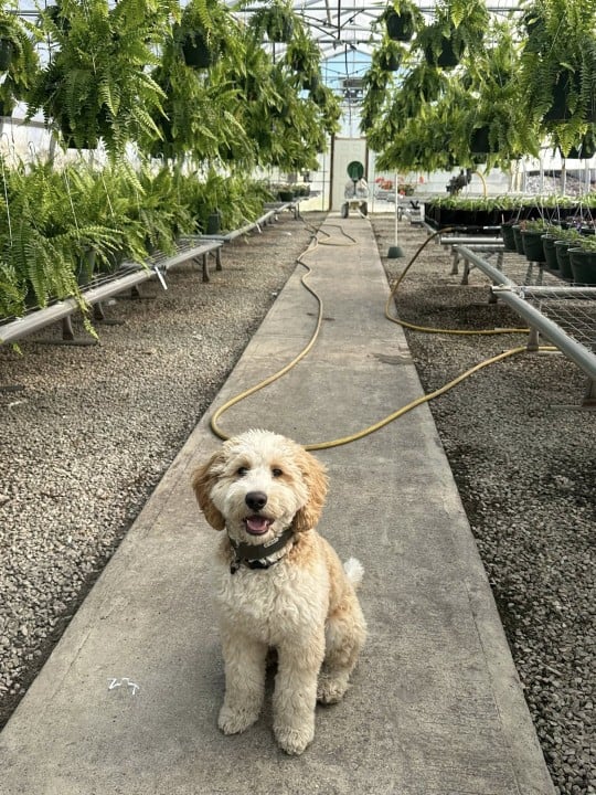 Whipker's Market & Greenhouse