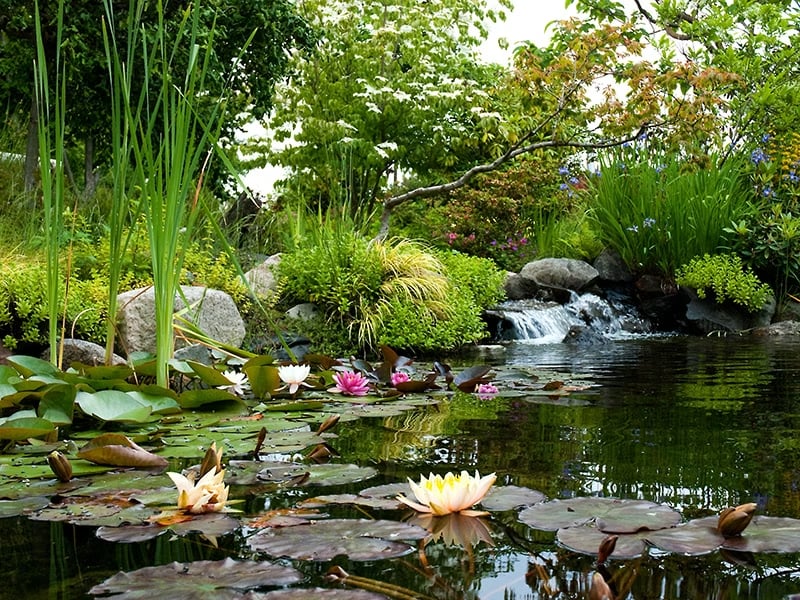 Highline SeaTac Botanical Garden