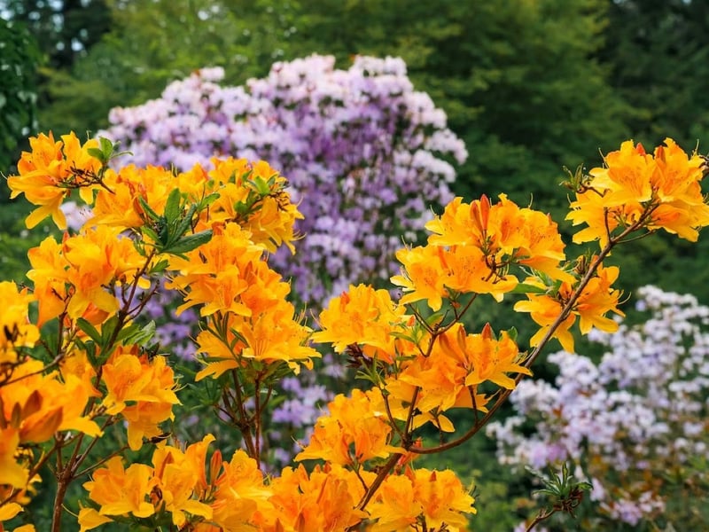 Rhododendron Species Botanical Garden