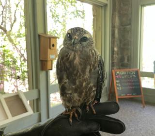 Alabama Wildlife Center