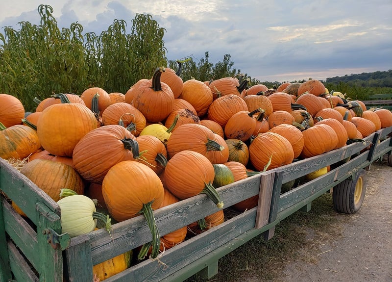 Homestead Farm