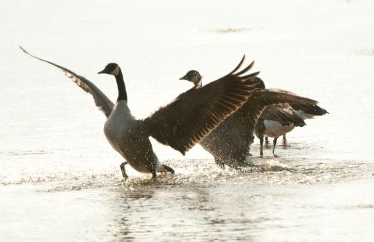 Occoquan Bay National Wildlife Refuge