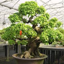 Brussel's Bonsai Nursery, LLC