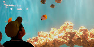 Jungle Reef