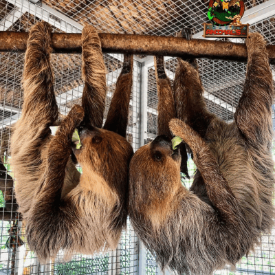 Amazing Animals Inc