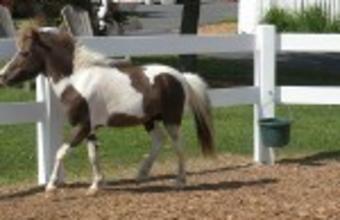 Land of Little Horses