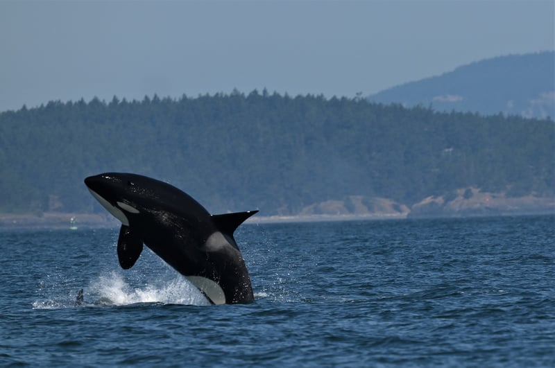 The Salish Sea School