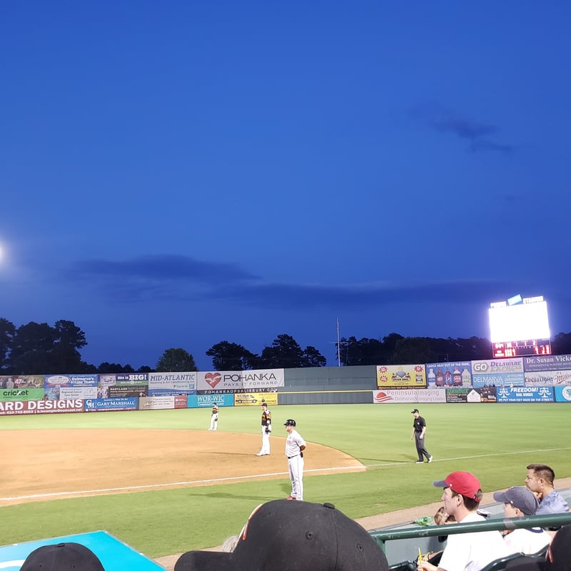 Delmarva Shorebirds